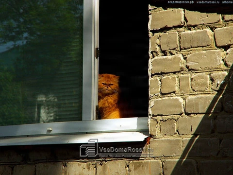 Ulyanovsk. Местный рыжий старожил.